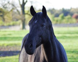 broodmare Wendolina (Hanoverian, 2007, from Warkant)