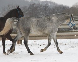 horse Emandor (Arabian thoroughbred, 2016, from Kahil Al Shaqab ox)