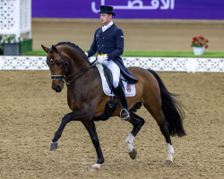 stallion Foundation 2 (Hanoverian, 2008, from Fidertanz)