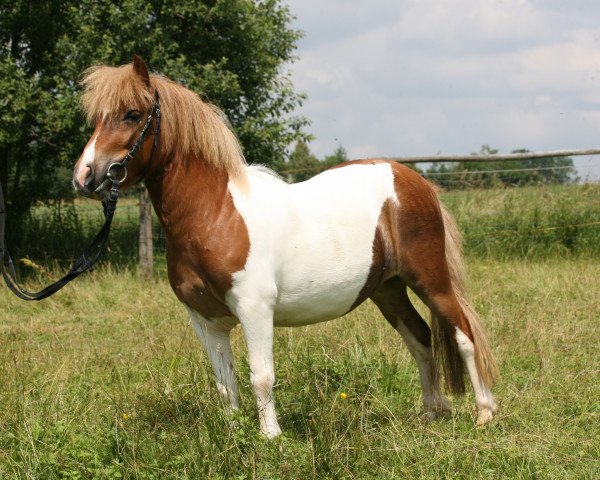 Zuchtstute Prinzessin (Shetland Pony, 2007, von Holsteins Bonavista)