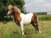 Zuchtstute Prinzessin (Shetland Pony, 2007, von Holsteins Bonavista)