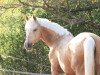 broodmare Auenhof Alexis III (German Riding Pony, 1998, from Alexander)