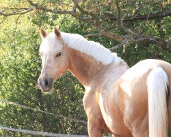 broodmare Auenhof Alexis III (German Riding Pony, 1998, from Alexander)