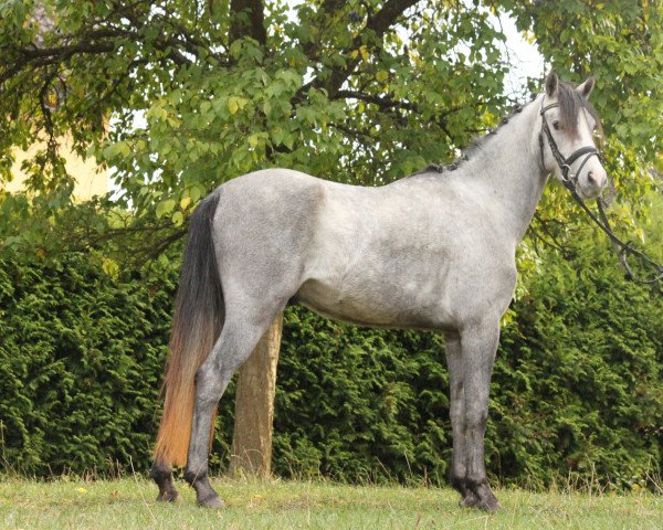 dressage horse Diamond Dancer (German Riding Pony, 2015, from D-Day AT)