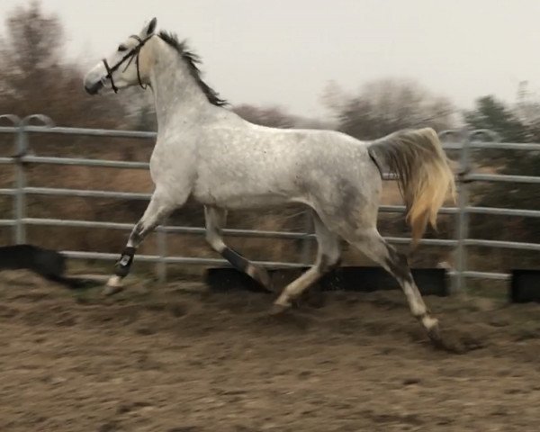 Pferd Saron (Wielkopolska, 2014, von Rulon)