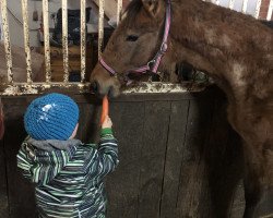 Springpferd Caytons little (Württemberger, 2018, von FBW Cayton)