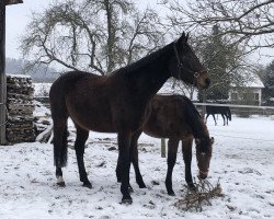 Zuchtstute Cheenne de Fauquez (Belgium Sporthorse, 2008, von Kannan)