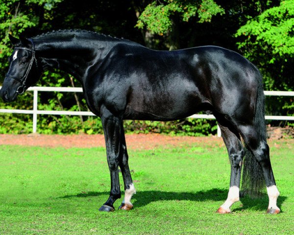 stallion Dylano R (Dutch Warmblood, 2008, from San Antonio)