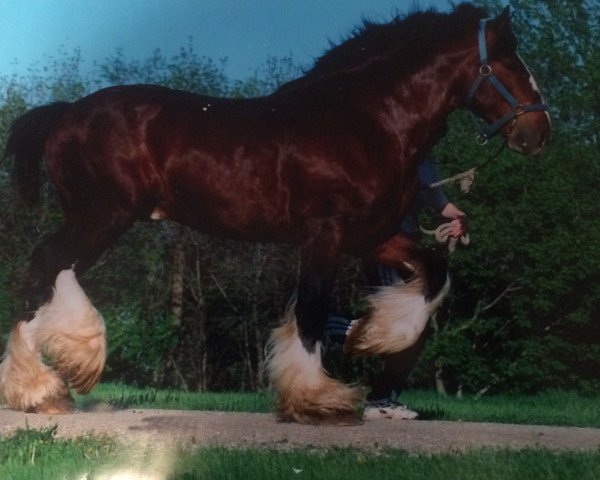 Deckhengst Westerdale Drake (Clydesdale, 1993, von Belleau Annett's Adam)