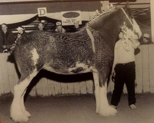 broodmare Sunstorm Laysey (Clydesdale, 1998, from Thistle Ridge Eaton Venture)