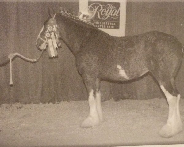 Zuchtstute Willow Way Blossom (Clydesdale, 2001, von Torrs Quicksilver)