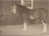 Zuchtstute Willow Way Blossom (Clydesdale, 2001, von Torrs Quicksilver)