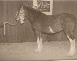 broodmare Willow Way Blossom (Clydesdale, 2001, from Torrs Quicksilver)