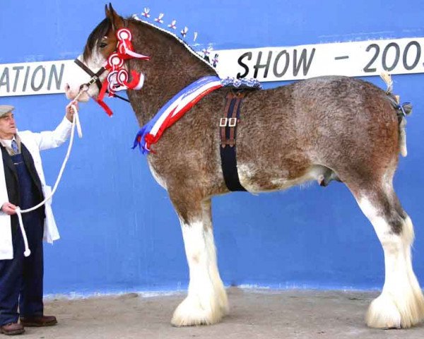 stallion Dillars Striker (Clydesdale, 2002, from Carnaff Caledonia)