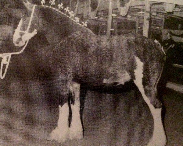 broodmare Cal-Eden Kelly (Clydesdale, 1990, from Doura King O' the Ring)