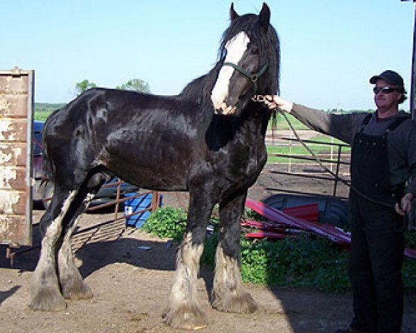 Deckhengst Cal-Eden Major Blue (Clydesdale, 2001, von Doura Major)