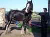 Deckhengst Cal-Eden Major Blue (Clydesdale, 2001, von Doura Major)