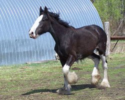 broodmare Donegal Hannah Bell (Clydesdale, 2008, from Cal-Eden Major Blue)