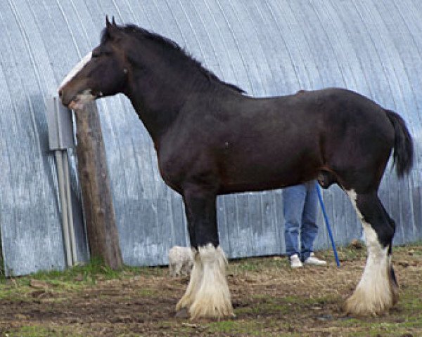 stallion SFF Stonewall Jack (Clydesdale, 2004, from Collessie Crackerjack)