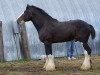 Deckhengst SFF Stonewall Jack (Clydesdale, 2004, von Collessie Crackerjack)