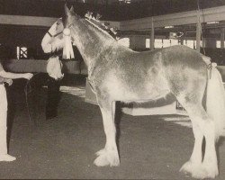 Zuchtstute Hewal Legacy O'King (Clydesdale, 1996, von Doura King O' the Ring)