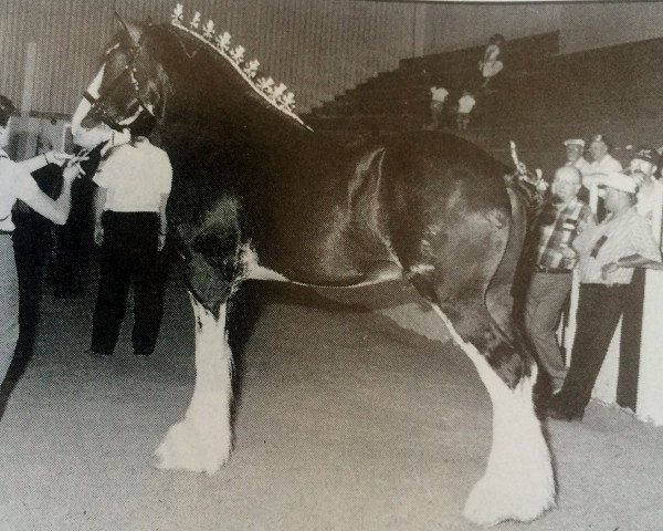 stallion Donegal Midnight Express (Clydesdale, 1993, from Belleau Master Joe)