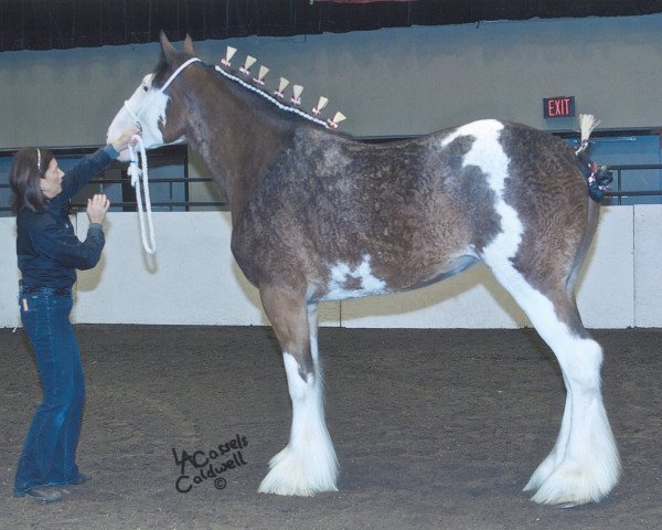 Zuchtstute Westedge Theresa (Clydesdale, 2009, von Aghadowey Prince William)