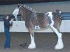 broodmare Westedge Theresa (Clydesdale, 2009, from Aghadowey Prince William)