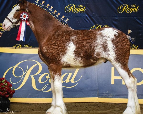 stallion Gor-dey Lightning (Clydesdale, 2017, from Cedarlane Bolt)