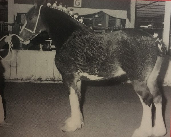 broodmare PTS Nobleman's Danielle (Clydesdale, 1988, from Ogdensburg Nobleman)