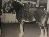 broodmare PTS Nobleman's Danielle (Clydesdale, 1988, from Ogdensburg Nobleman)