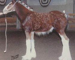 stallion Twin Pines Thor (Clydesdale, 2007, from S B H Phoenix)