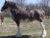 broodmare S B H Pixie Dust (Clydesdale, 2004, from Greendykes Sherman)