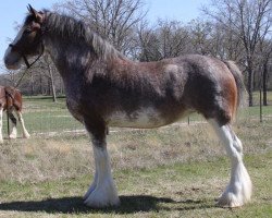 Zuchtstute S B H Pixie Dust (Clydesdale, 2004, von Greendykes Sherman)