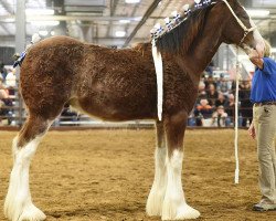 stallion T.F.C. Fusilier's Legend (Clydesdale, 2018, from Hillmoor Fusilier)