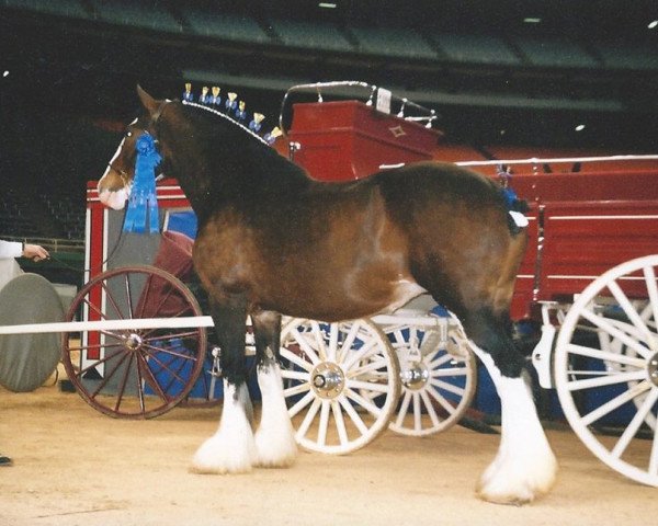 Zuchtstute Breezy Hill Queen Tori (Clydesdale, 1991, von Torrs Jubilant)