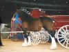 broodmare Breezy Hill Queen Tori (Clydesdale, 1991, from Torrs Jubilant)