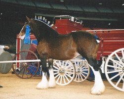 broodmare Breezy Hill Queen Tori (Clydesdale, 1991, from Torrs Jubilant)