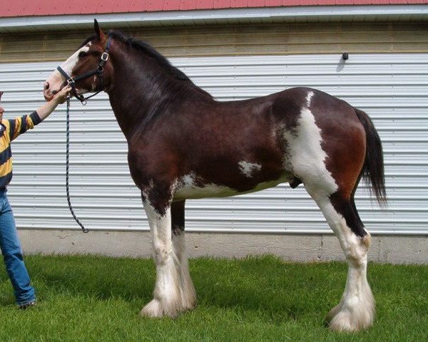 stallion Willow Way Bacardi (Clydesdale, 2002, from Live Oak Omega)