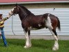 stallion Willow Way Bacardi (Clydesdale, 2002, from Live Oak Omega)