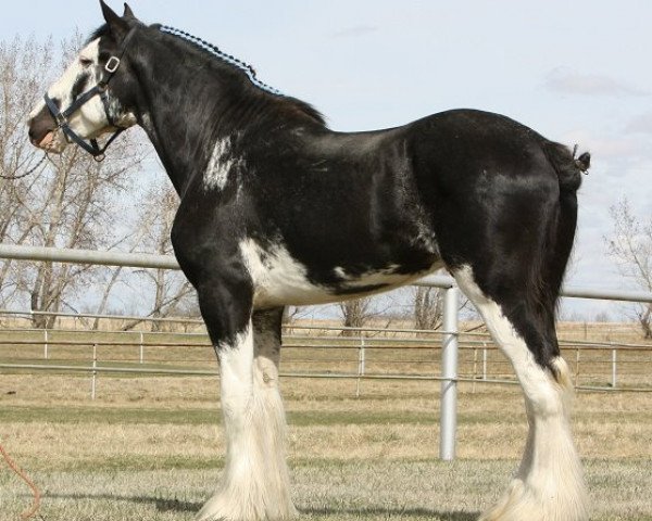 Deckhengst Willow Way Marshall (Clydesdale, 2007, von Willow Way Bacardi)