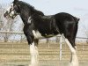 stallion Willow Way Marshall (Clydesdale, 2007, from Willow Way Bacardi)