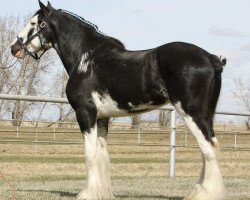 stallion Willow Way Marshall (Clydesdale, 2007, from Willow Way Bacardi)