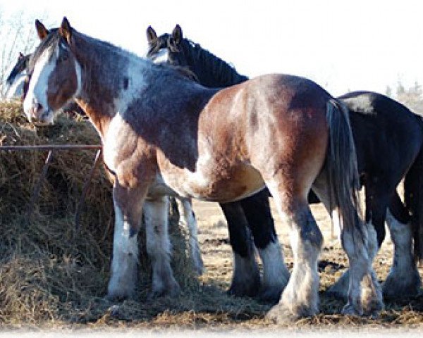 stallion Maple Stone Dufferin (Clydesdale, 2003, from Solomon's Beaureguard)