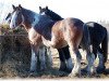 stallion Maple Stone Dufferin (Clydesdale, 2003, from Solomon's Beaureguard)