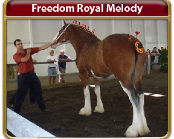 Zuchtstute Freedom Royal Melody (Clydesdale, 2007, von Hillmoor Landmark)