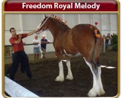 broodmare Freedom Royal Melody (Clydesdale, 2007, from Hillmoor Landmark)