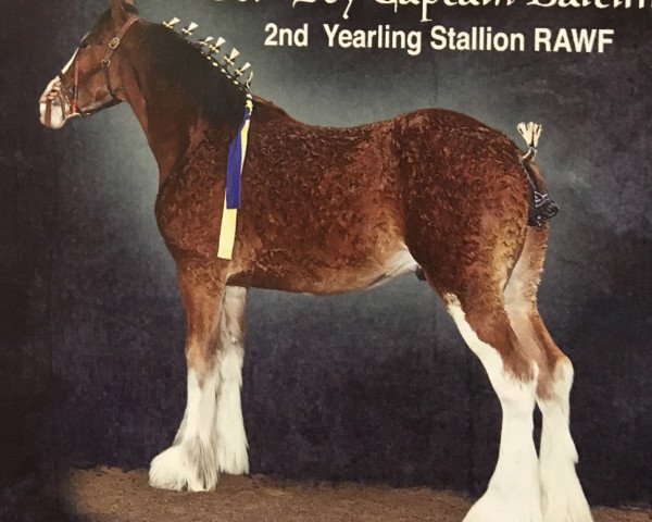 stallion Gor-dey Captain Baltimore (Clydesdale, 2013, from Zorra Highland Captain)