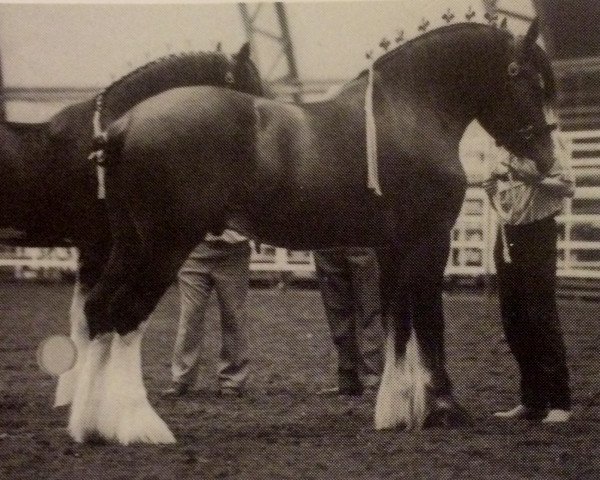 Deckhengst Willow Way Victor (Clydesdale, 1988, von Croydon Aristocrat)