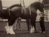 Deckhengst Willow Way Victor (Clydesdale, 1988, von Croydon Aristocrat)